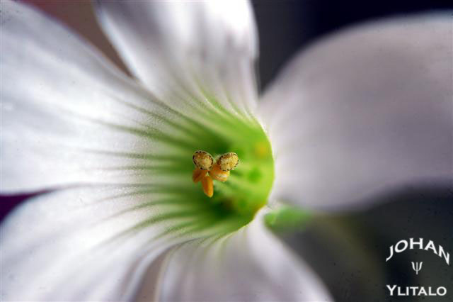 Makro (5).jpg